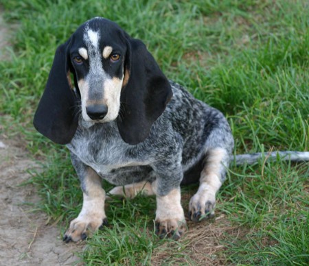 Basset Azul da Gasconha